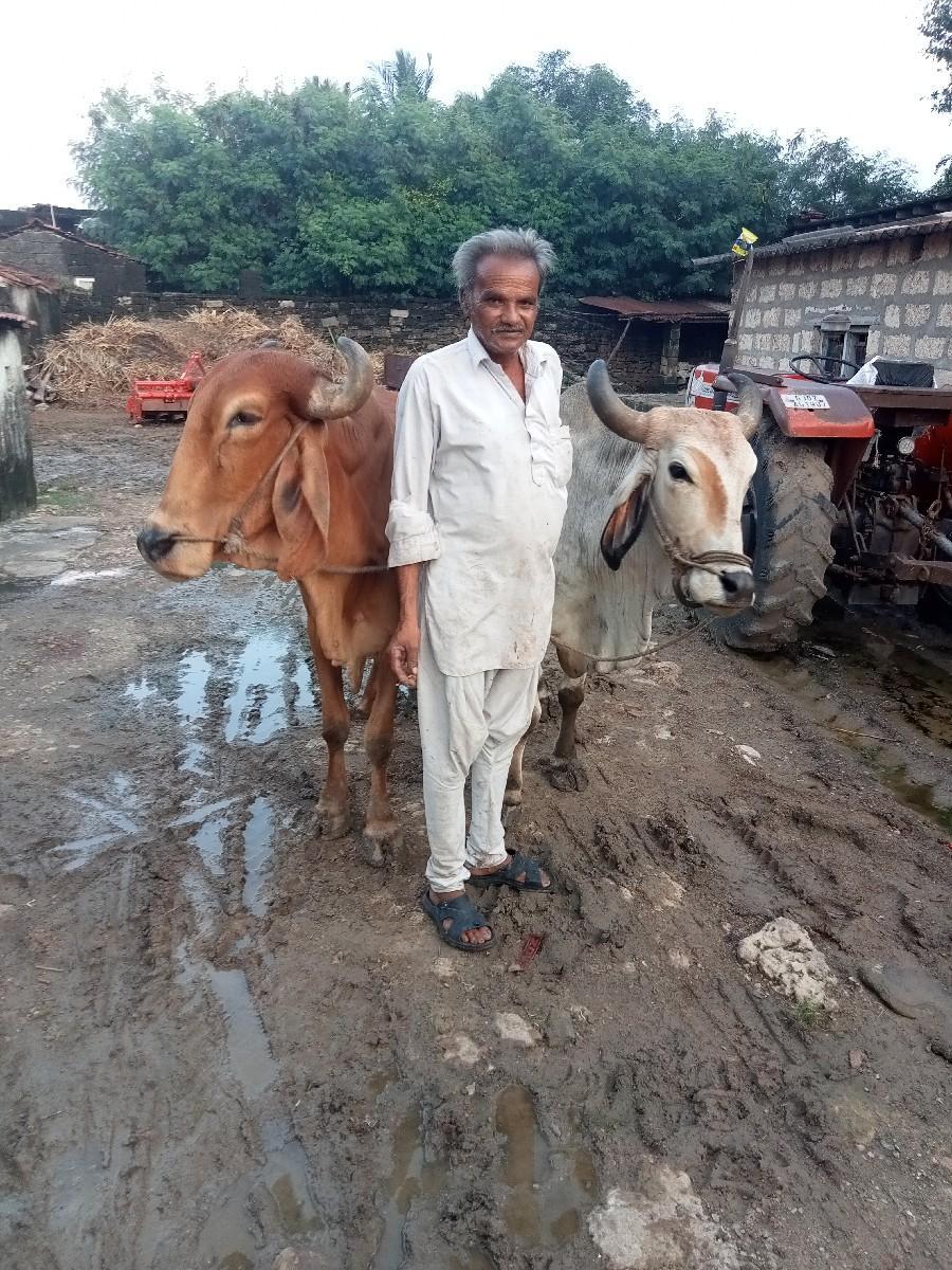 2 બળદ જોડી વેચવાના છે