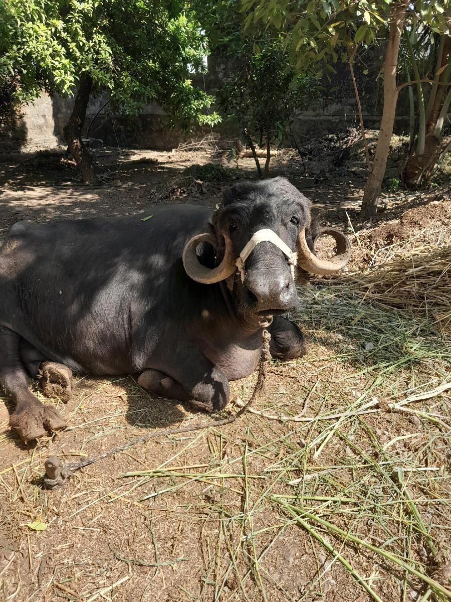 આ ભેસ વેચવાની છે