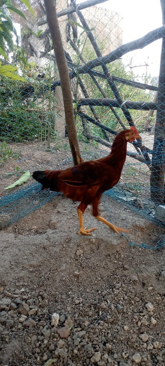 થંબનેલ 3