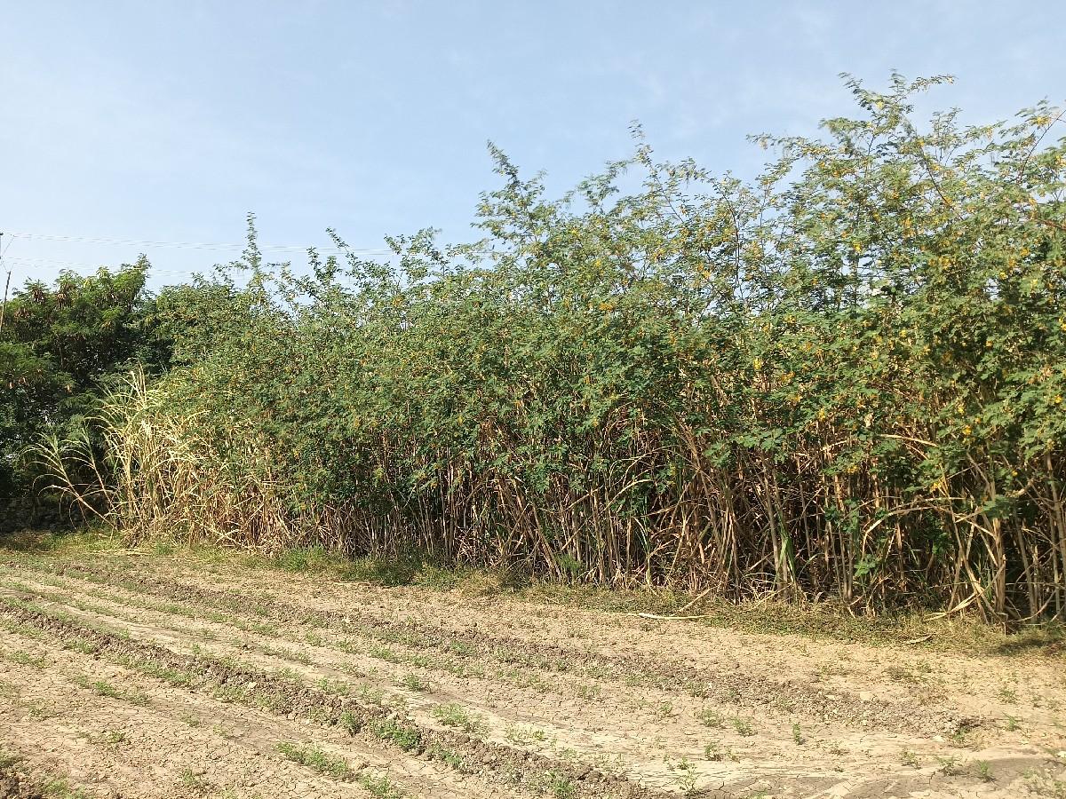 શેરડી વેચવાની છે.