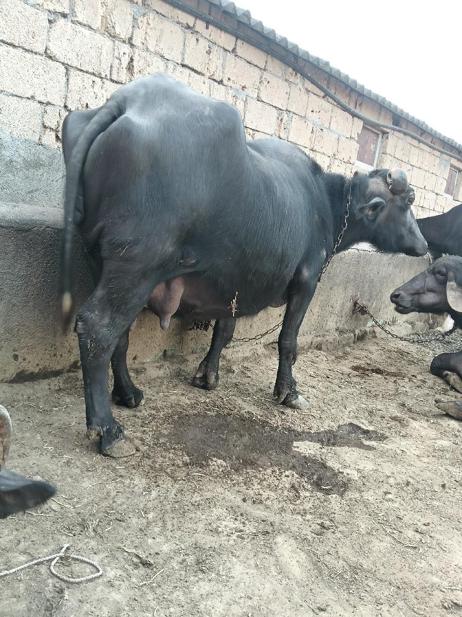 થંબનેલ 3