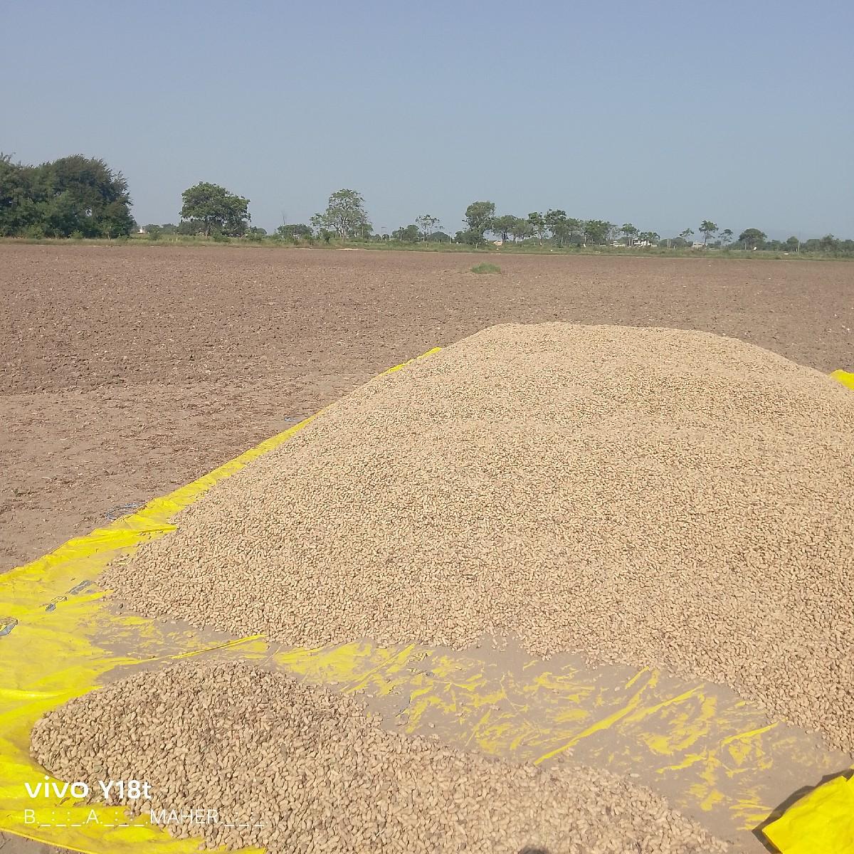 મગફળી G 22 કોળી બિયારણ માટે