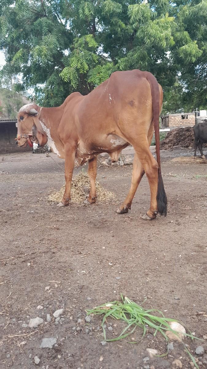 બે હોડકી વેસવાની છે