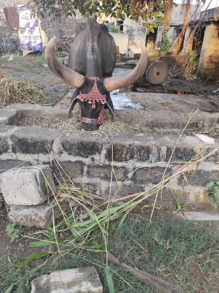 થંબનેલ 3