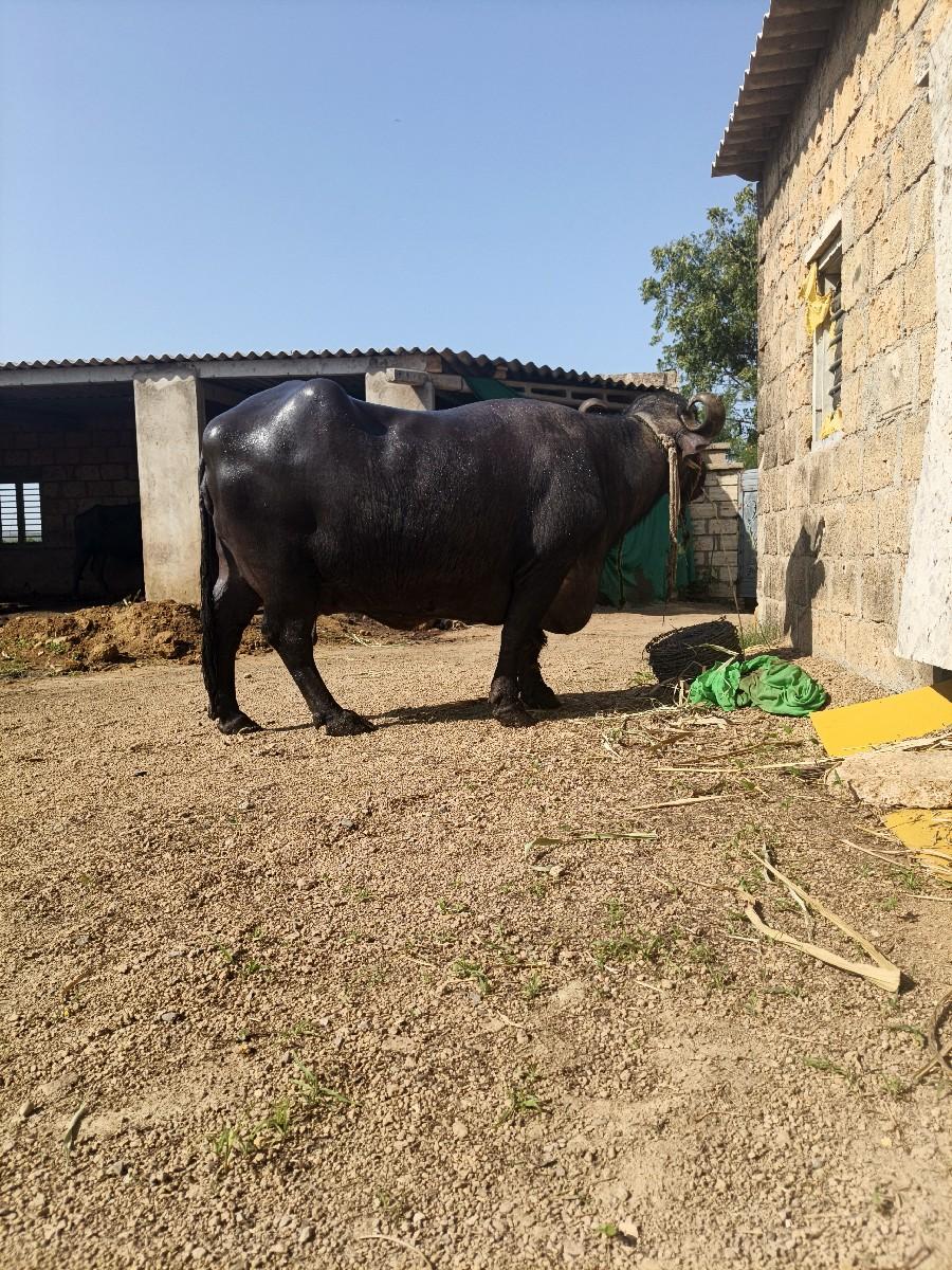 થંબનેલ 2