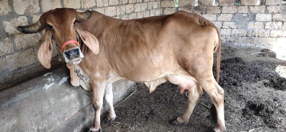 થંબનેલ 3