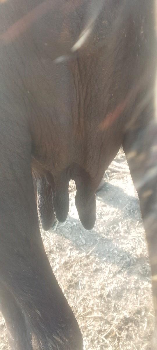 દસદીવસનીકાસીછેસોથુવેતર