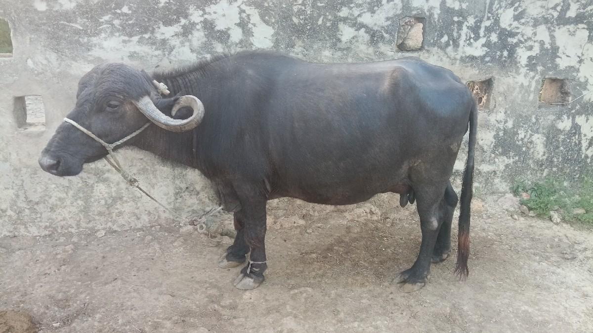 ભેંશ વેચવાની છે