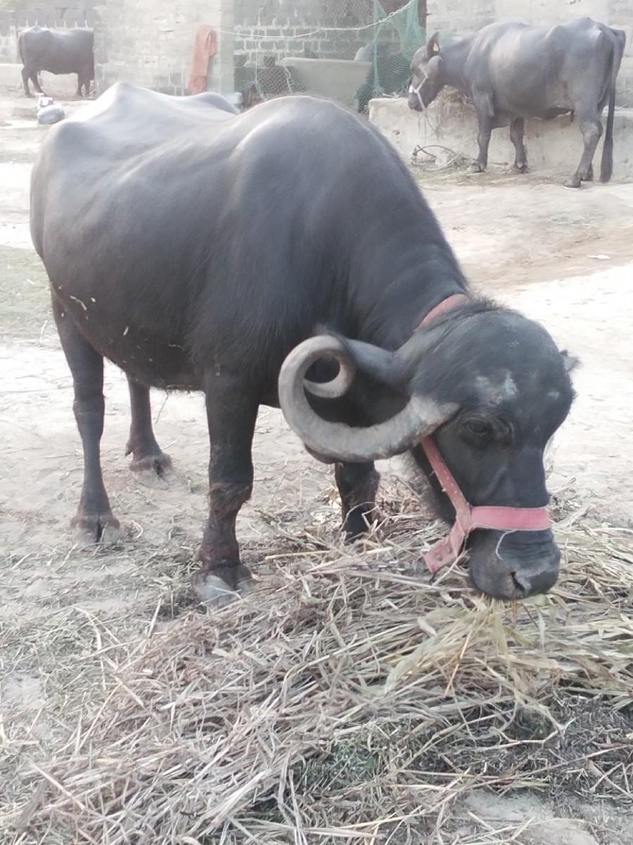 થંબનેલ 3