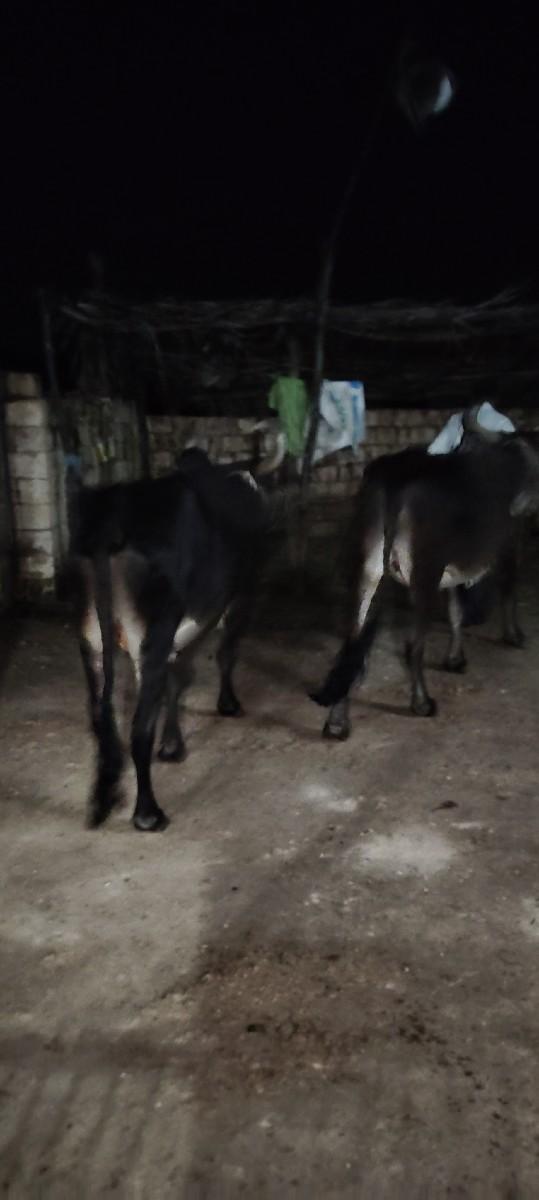 થંબનેલ 2