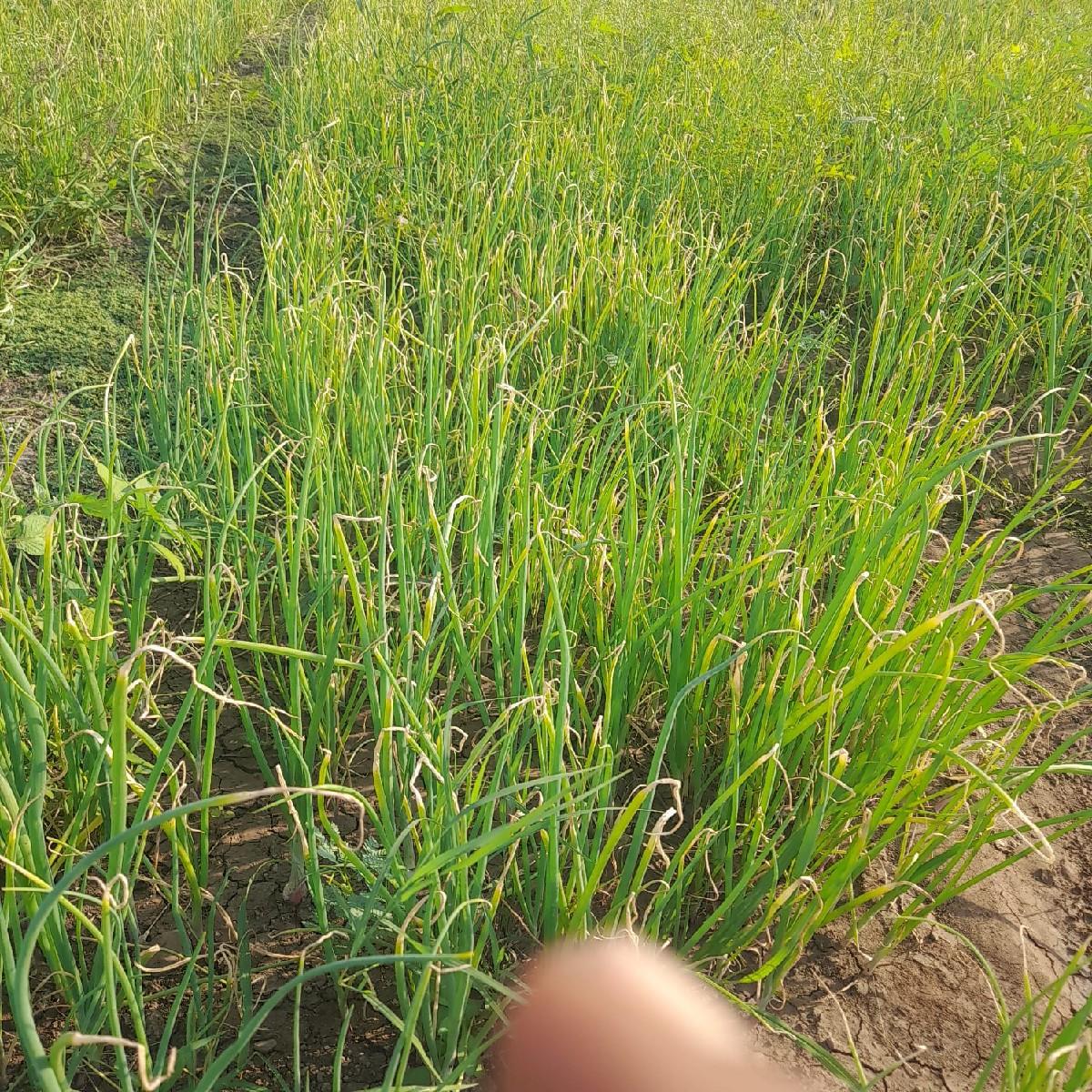 ડુગળી નો રોપ