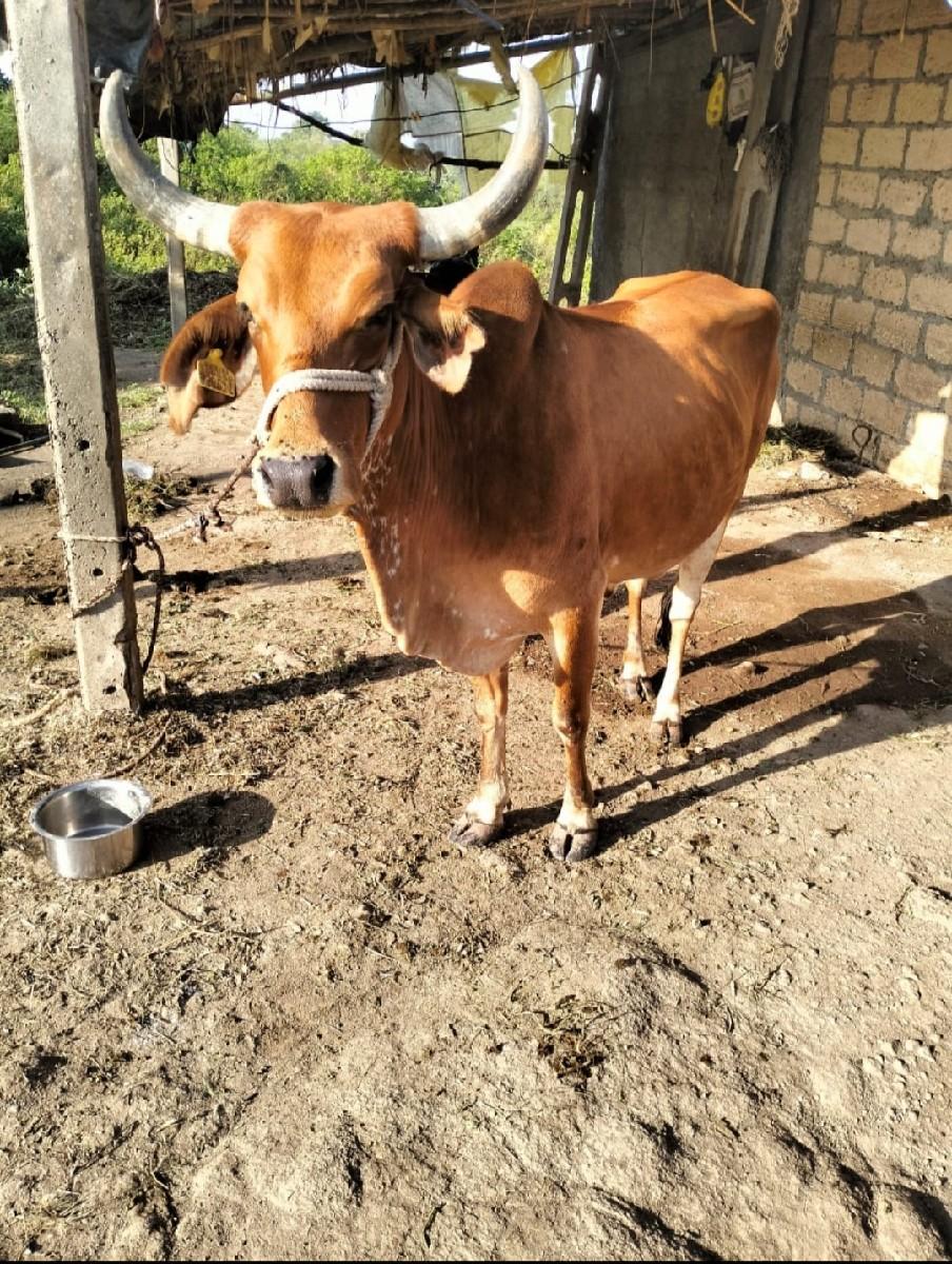 થંબનેલ 2