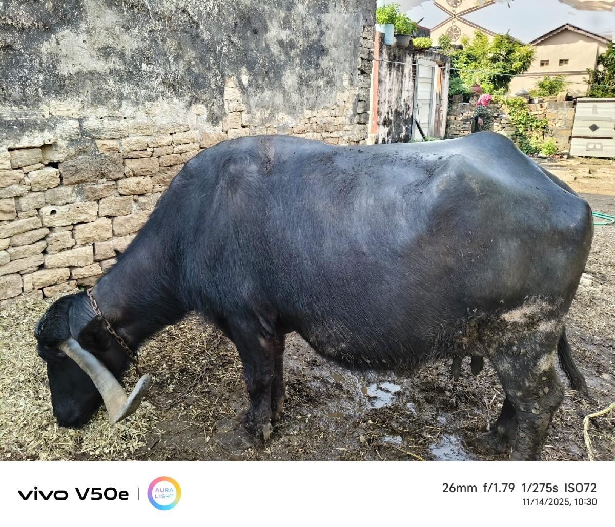 વેચવાની છે