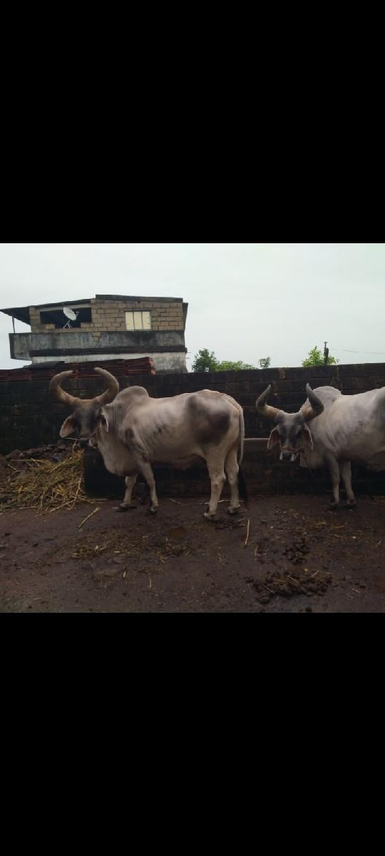 થંબનેલ 2