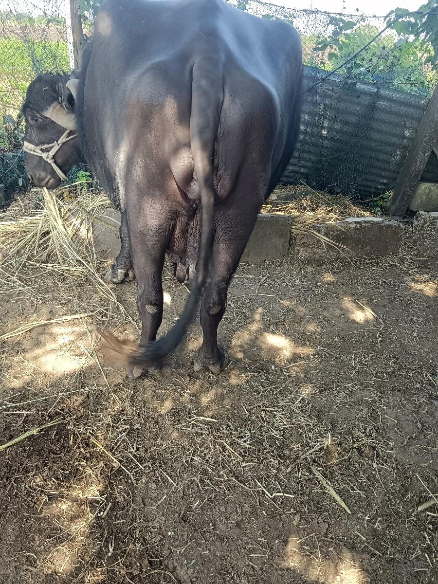 થંબનેલ 2