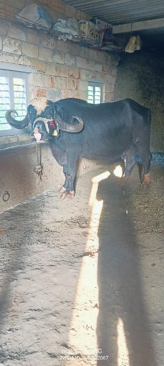 બે ભેંસો વેચવાની છે