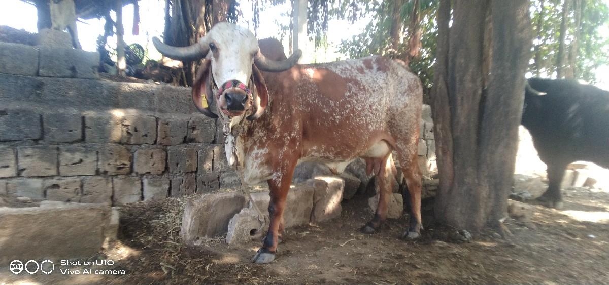 થંબનેલ 2