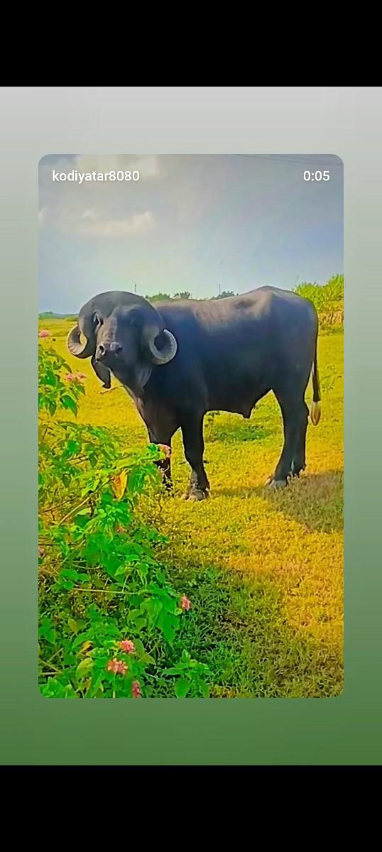 પાડો વેચવાનો છે