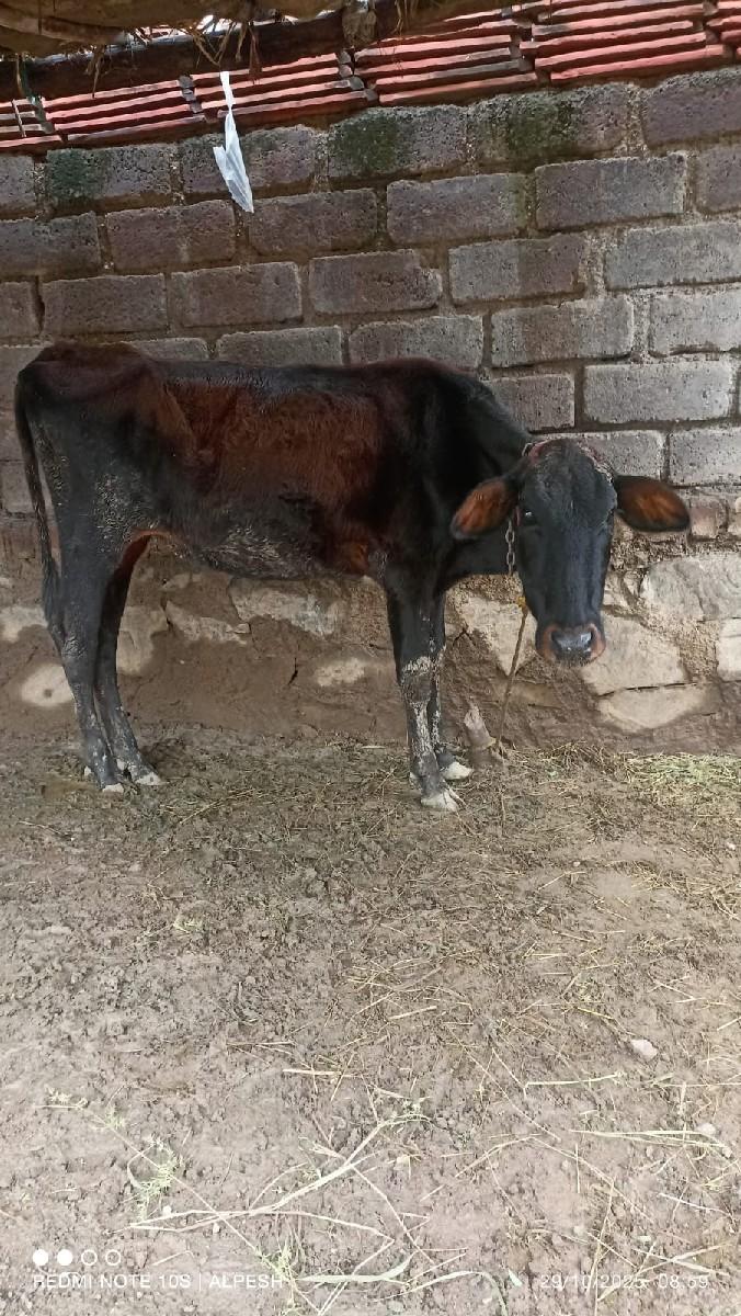 થંબનેલ 3