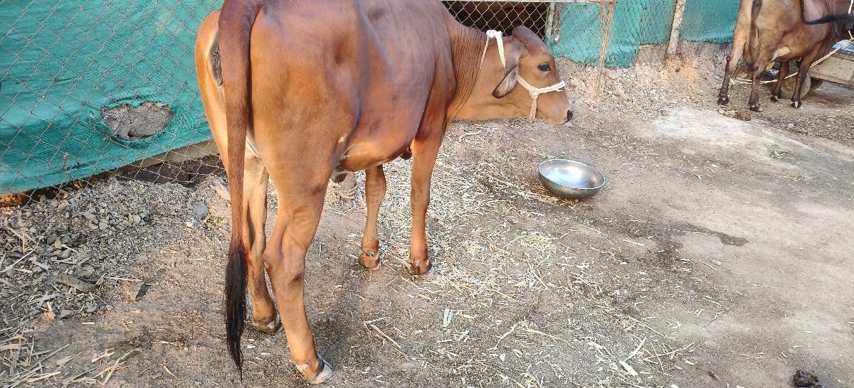 વાછરડી વેચવાની છે