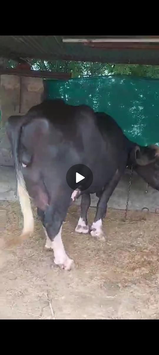 3 vetar 11 liter dudh time nu