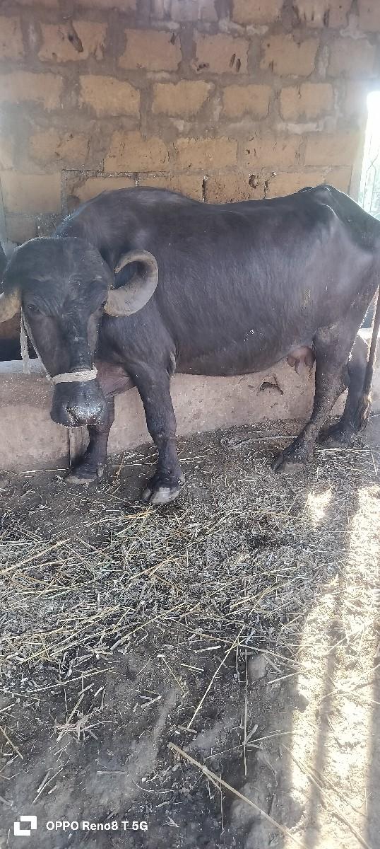 થંબનેલ 2