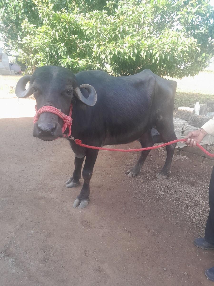 ભેંસ વેચવાની છે