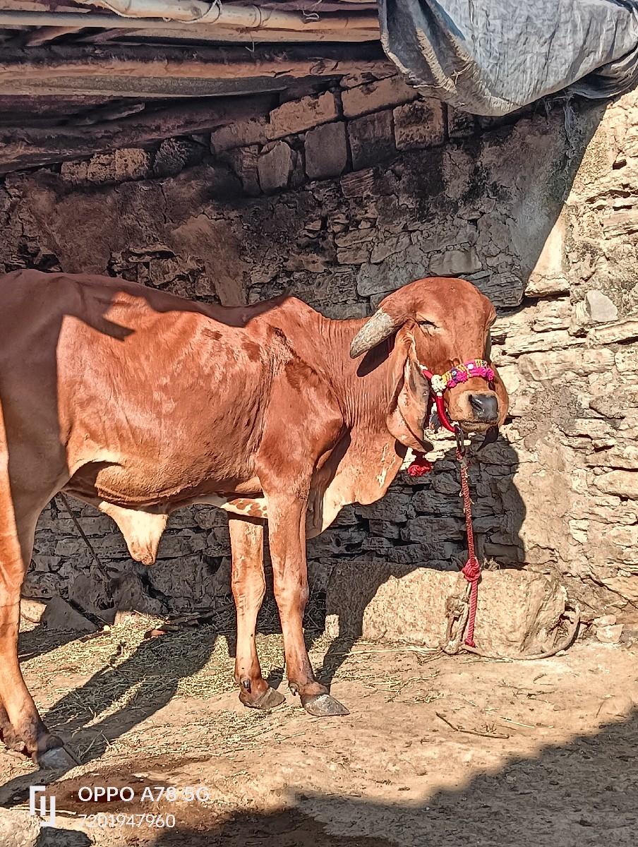 થંબનેલ 6