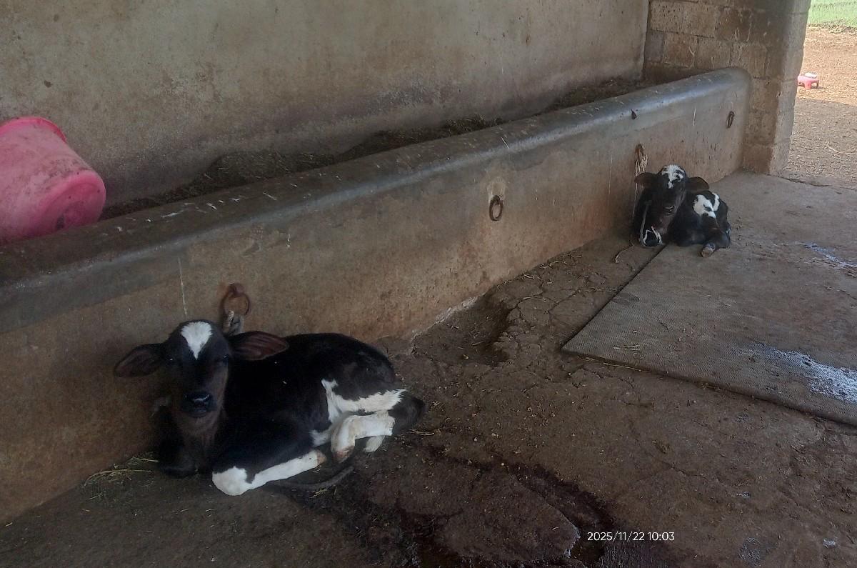 એસેફ ગાય ના વાચળા દેવાના છે