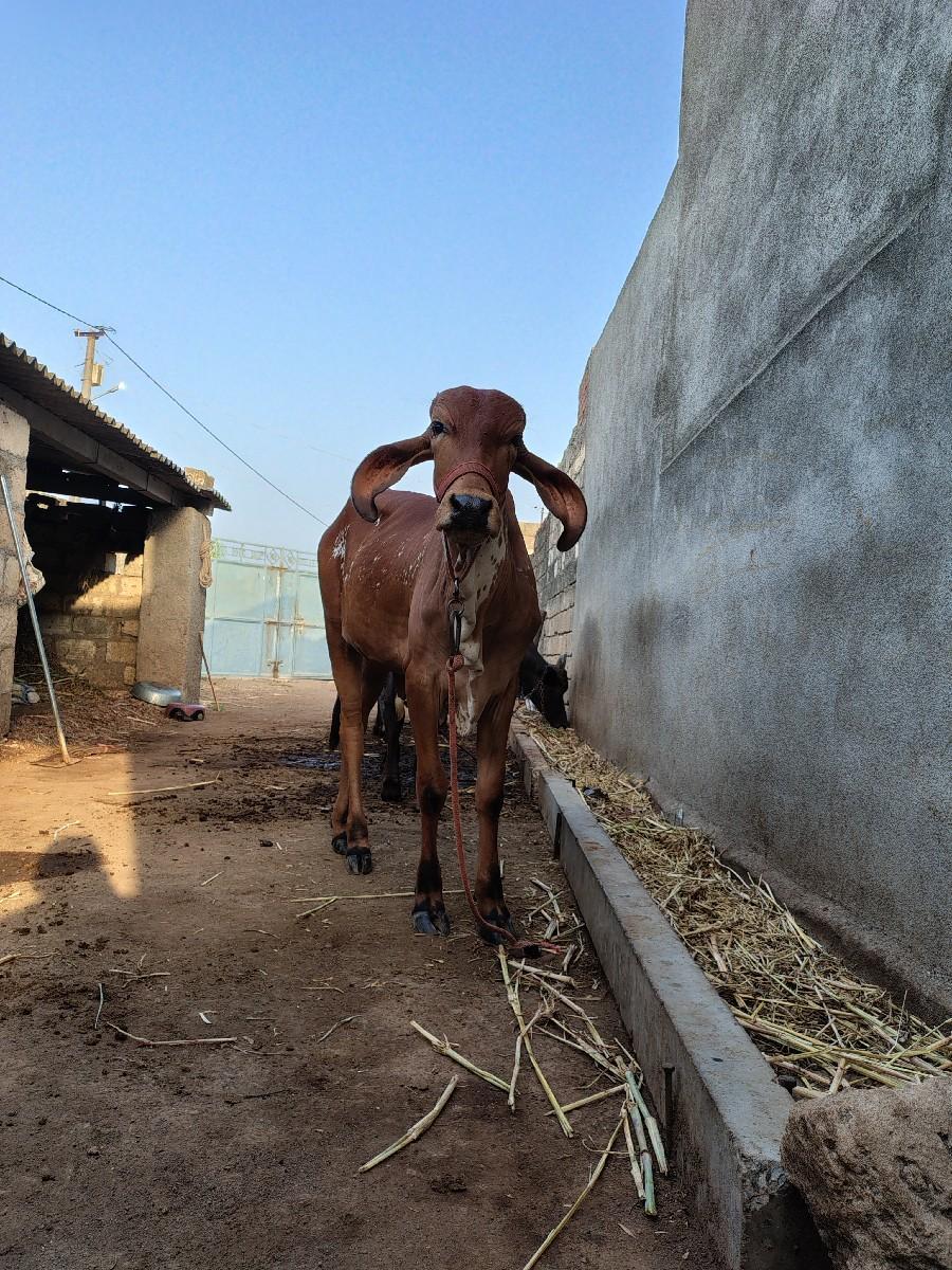 ગીર વાછડી