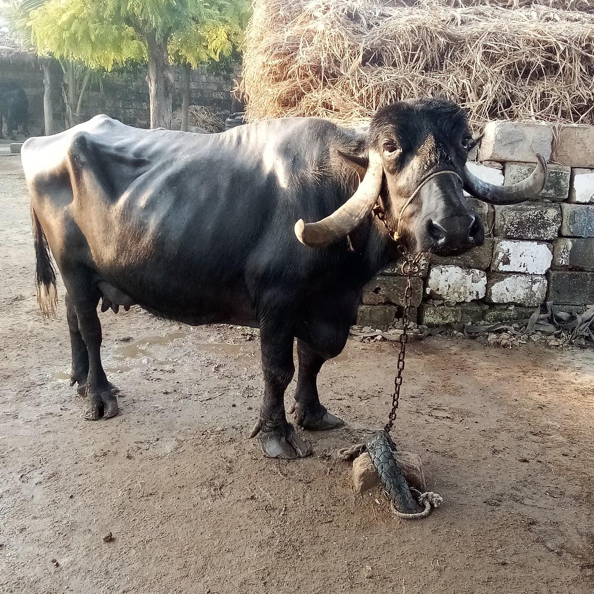 સાડાસારથી પાસ દૂધ