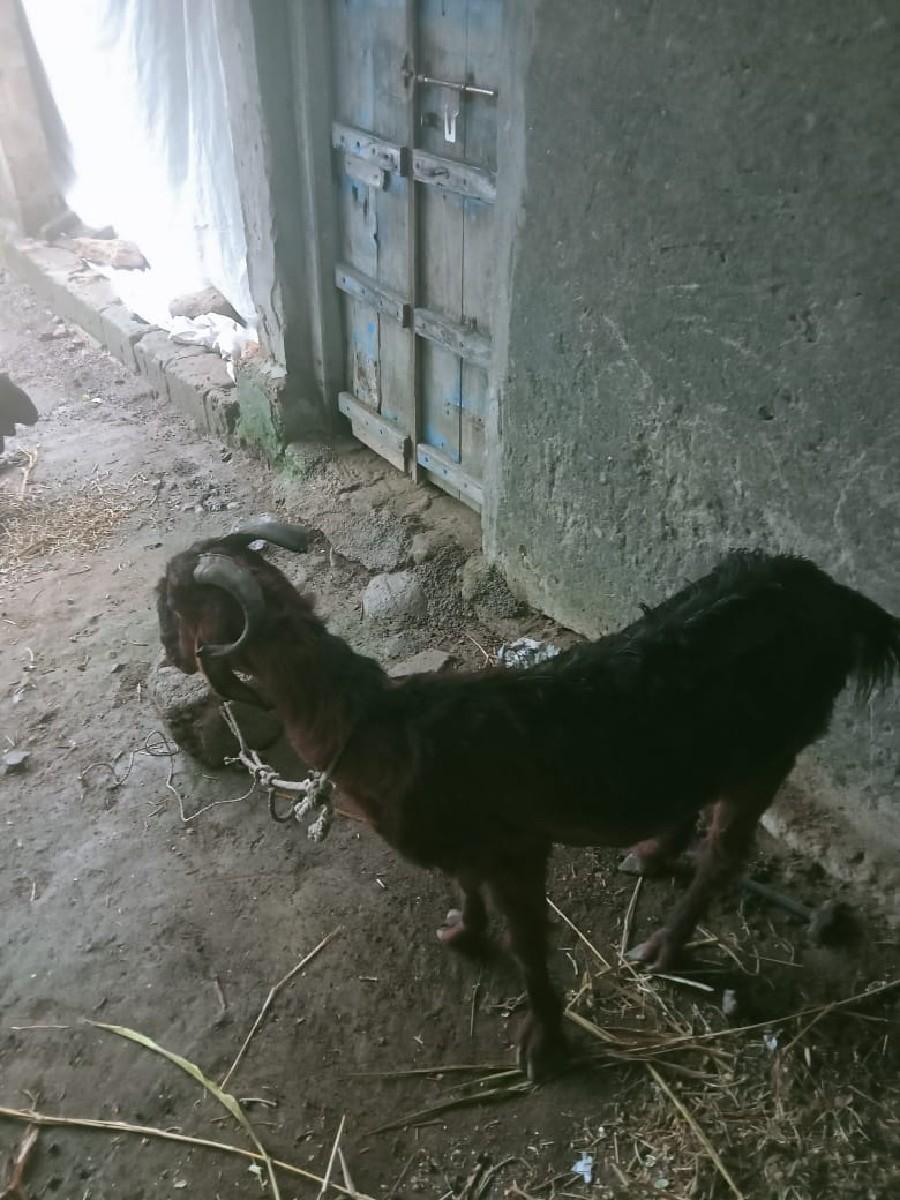 થંબનેલ 2