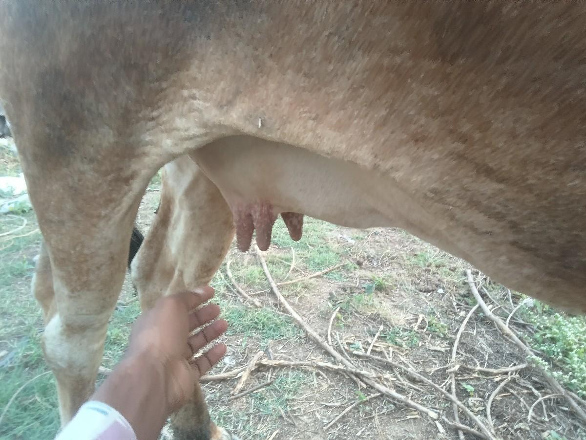 વેચવાનું છે