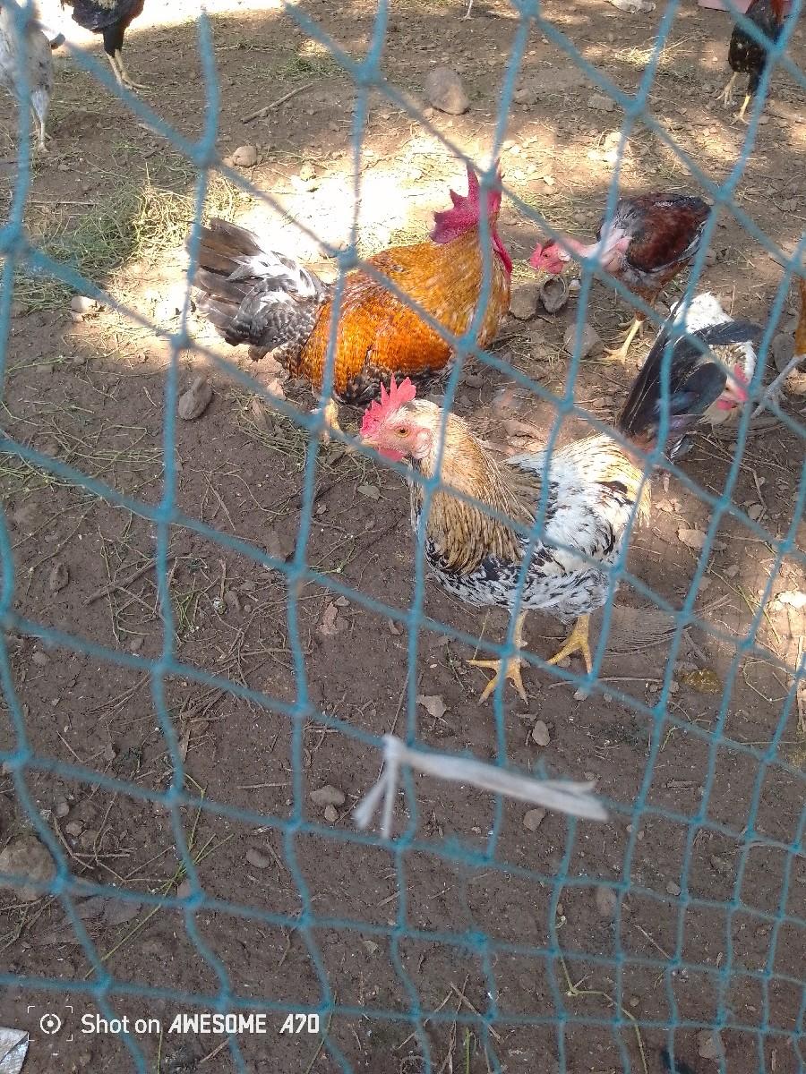 થંબનેલ 2