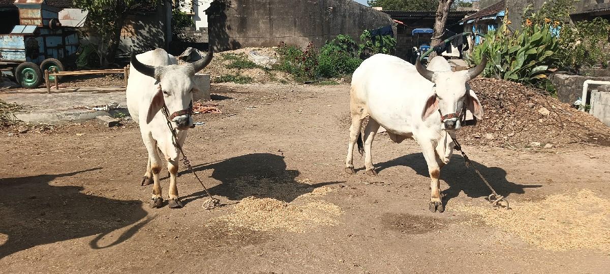 ધોરા ગોઢલા