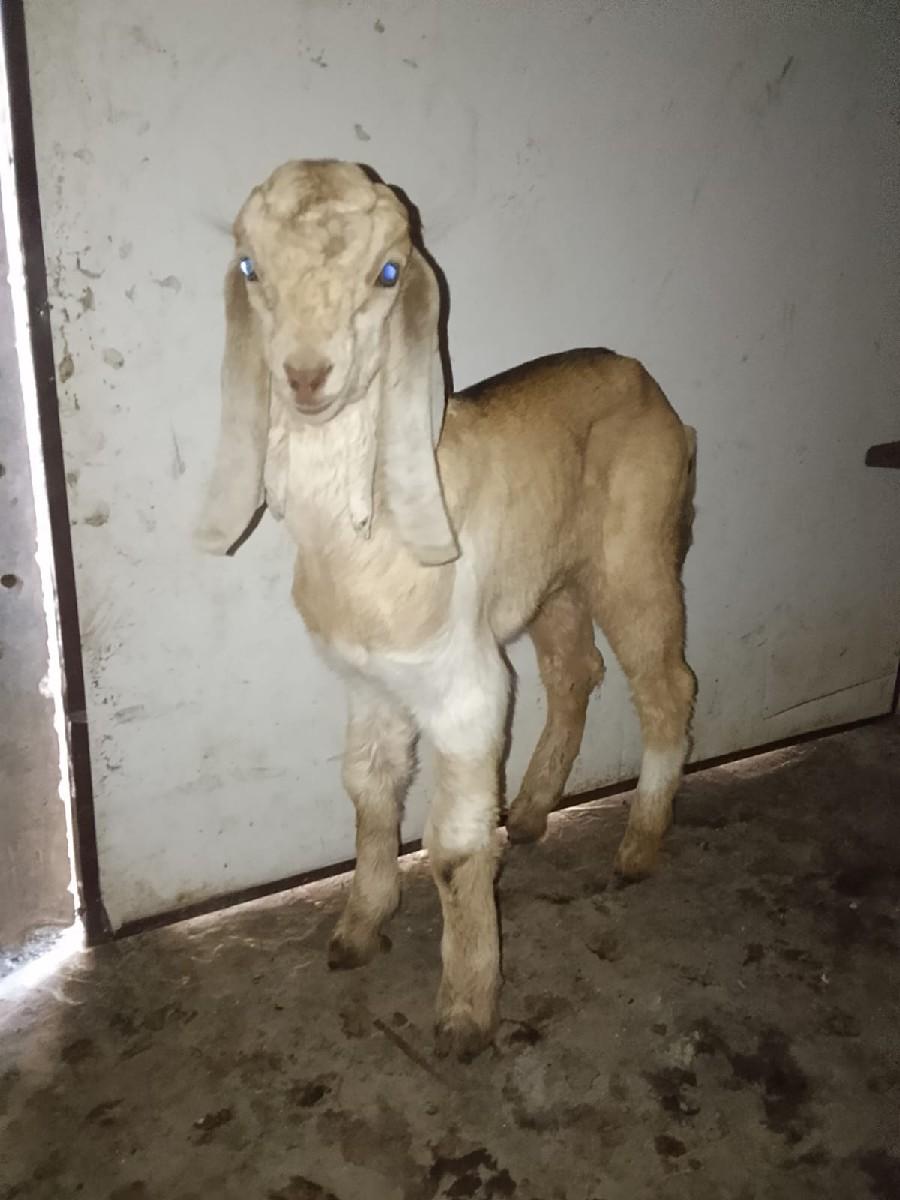 be bakra vechvana che