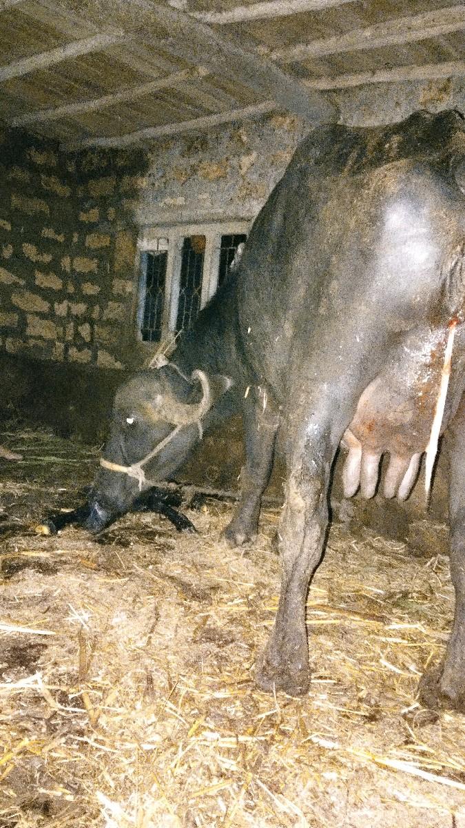 થંબનેલ 3