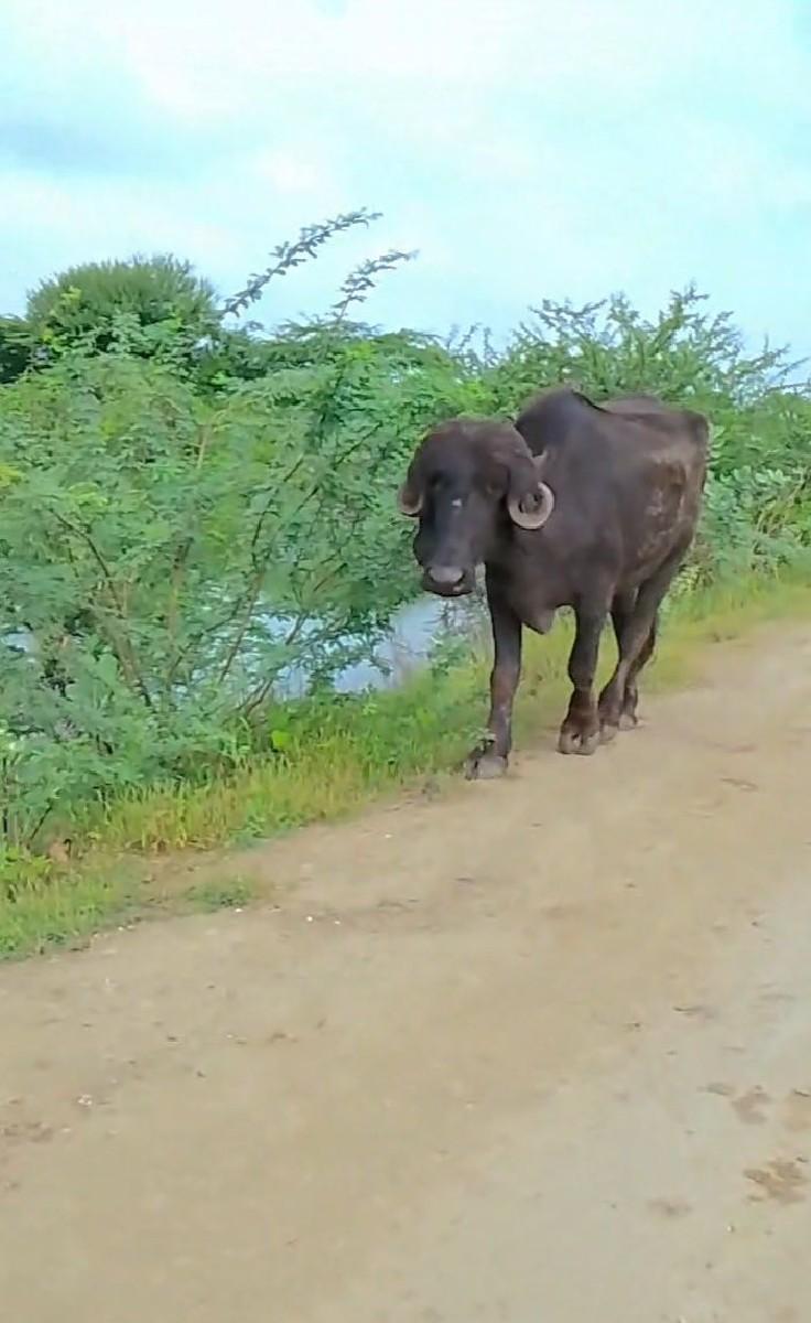 ખડેલી વેચવીછે