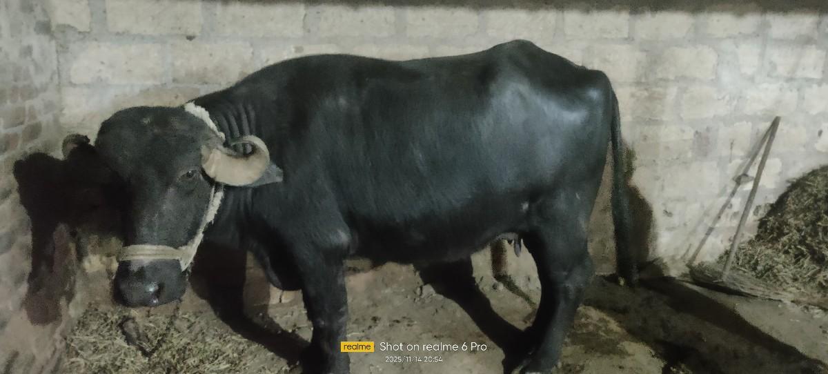 થંબનેલ 3