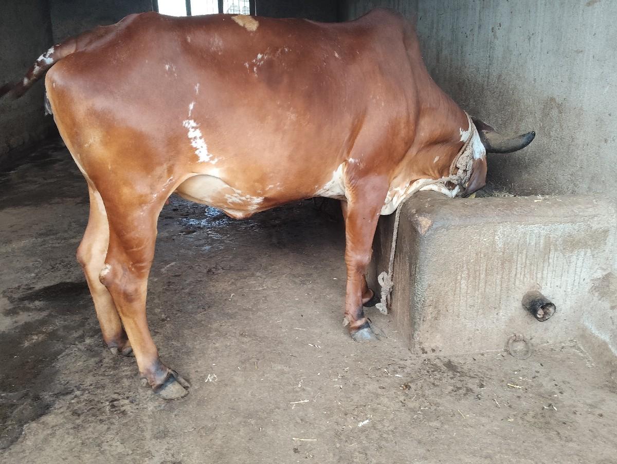 થંબનેલ 2