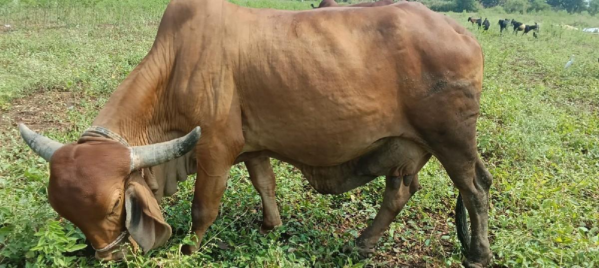 થંબનેલ 3