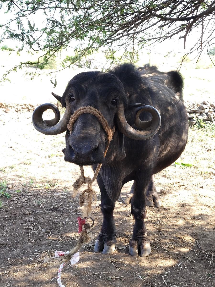 થંબનેલ 3