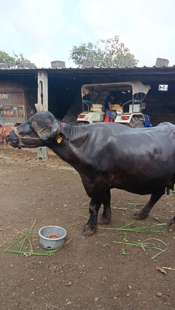 થંબનેલ 3