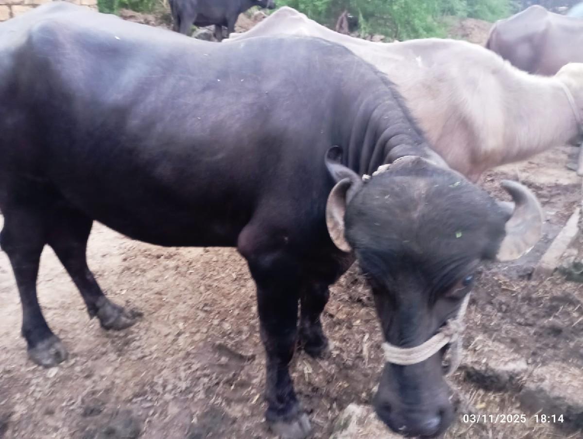 થંબનેલ 3