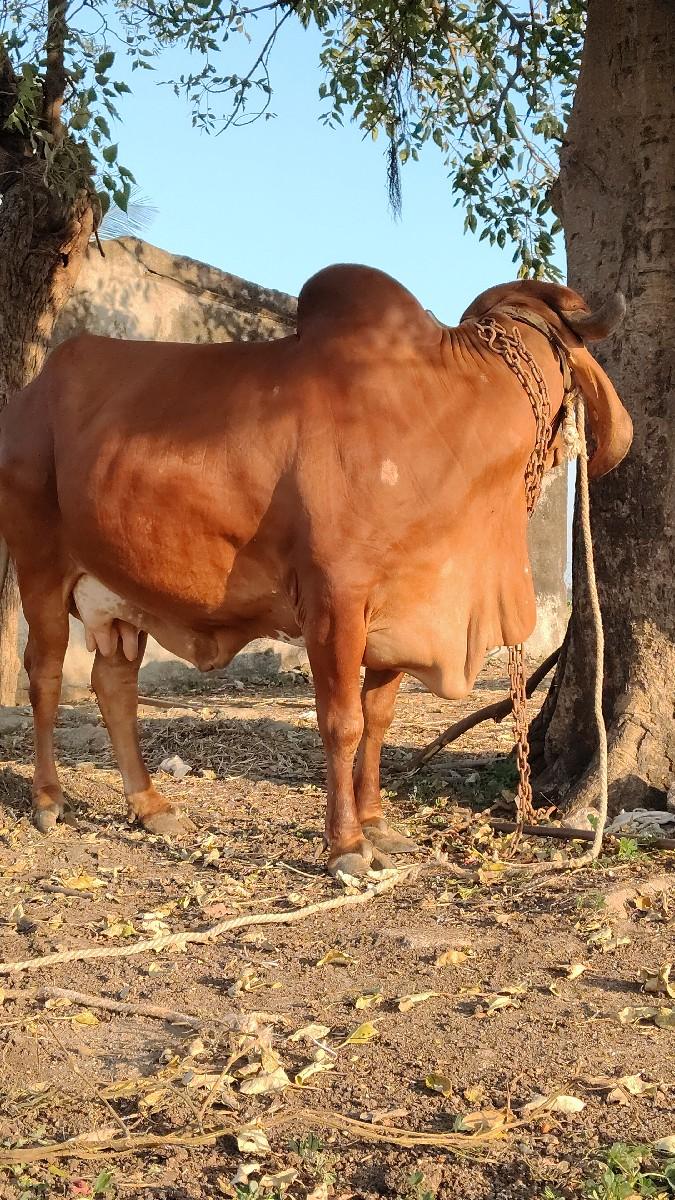 થંબનેલ 3