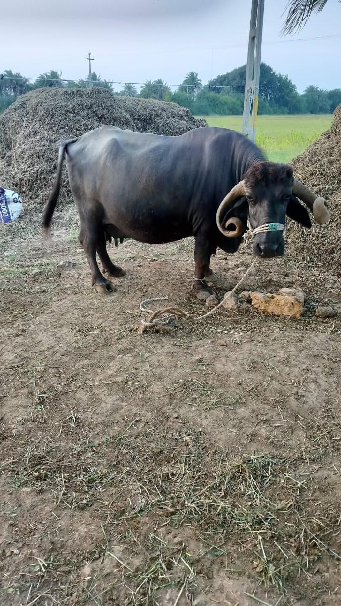 થંબનેલ 2