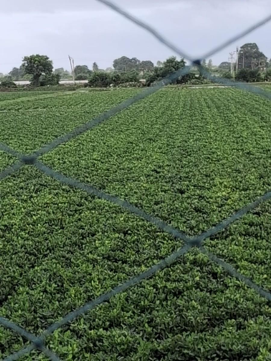 22 nabar mandavi vesvani se