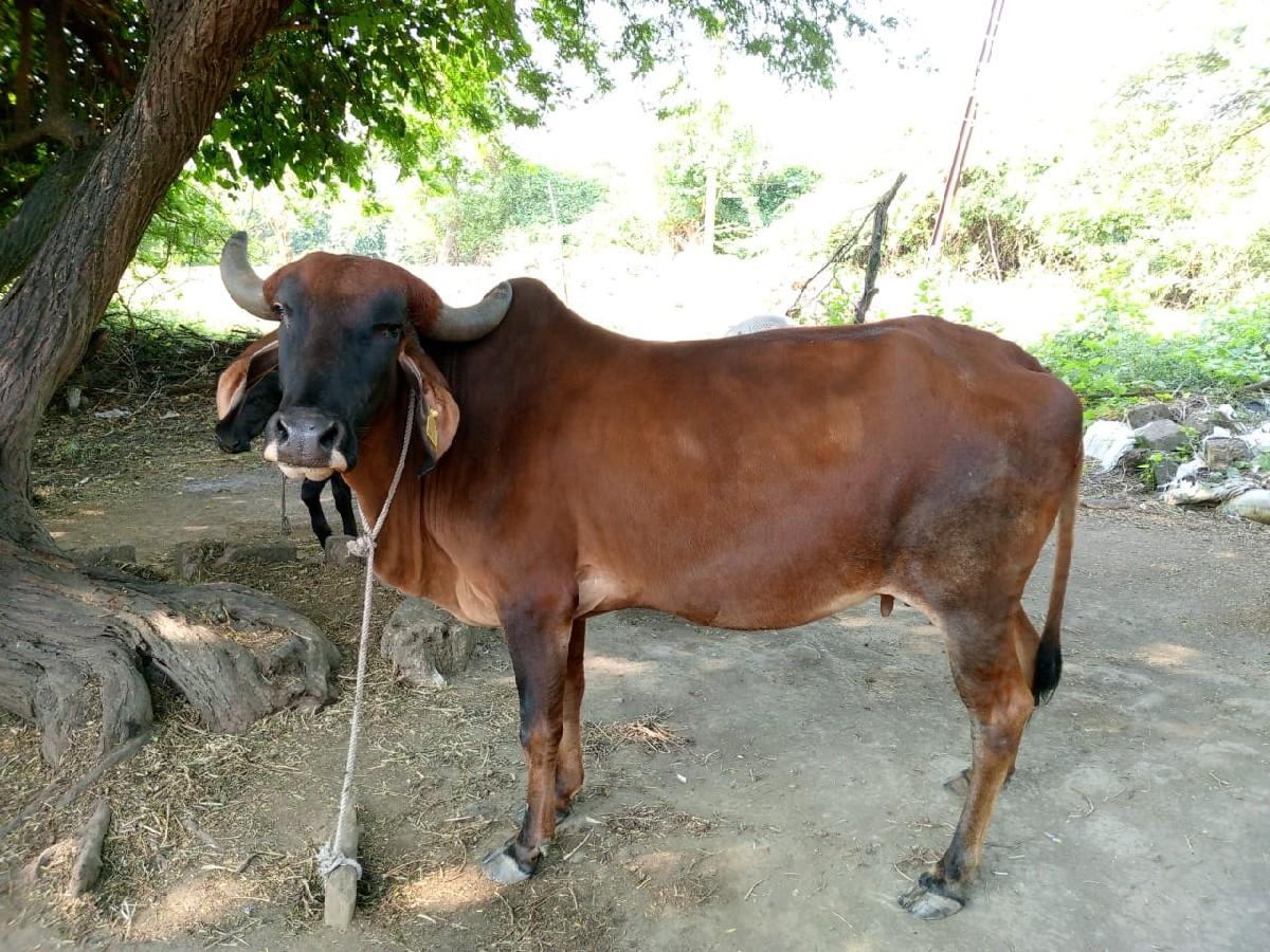 ગાય