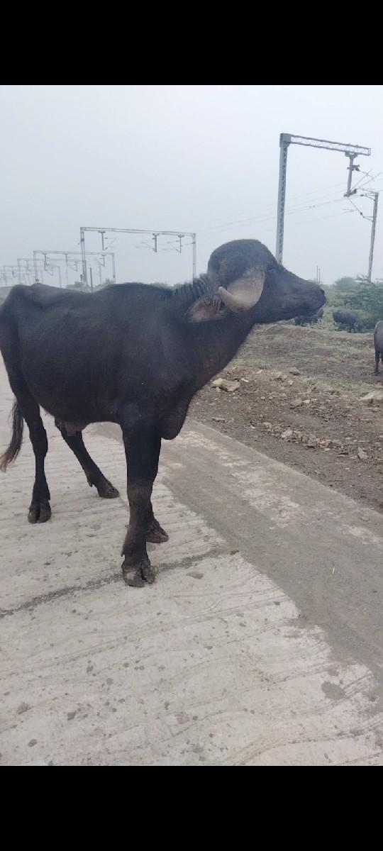 થંબનેલ 2