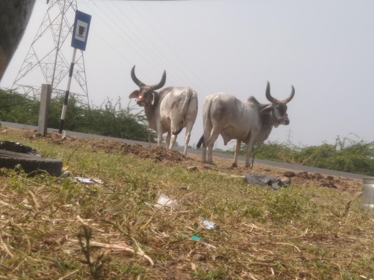 થંબનેલ 3